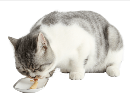 How To Choose The Right Food And Treats For Cat？